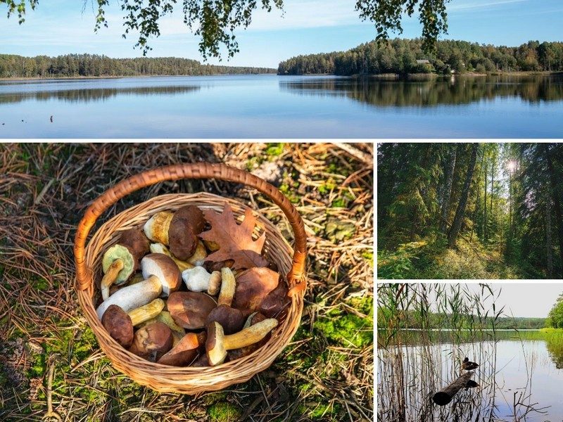 Новинка! Тропами грибника: в поисках заветных сокровищ (с посещением базы отдыха «Заветное» и сбором грибов)